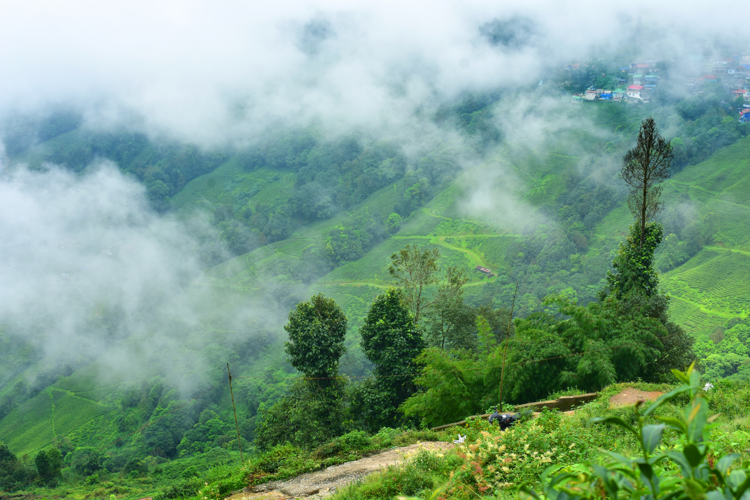 darjeeling (4).webp